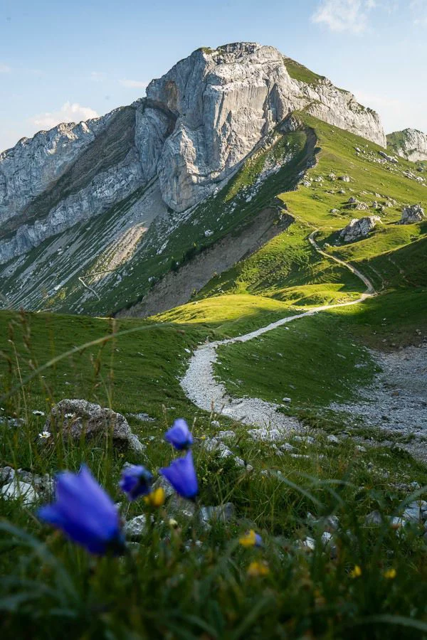 This may contain: blue flowers on the side of a mountain with a trail going through it and mountains in the background