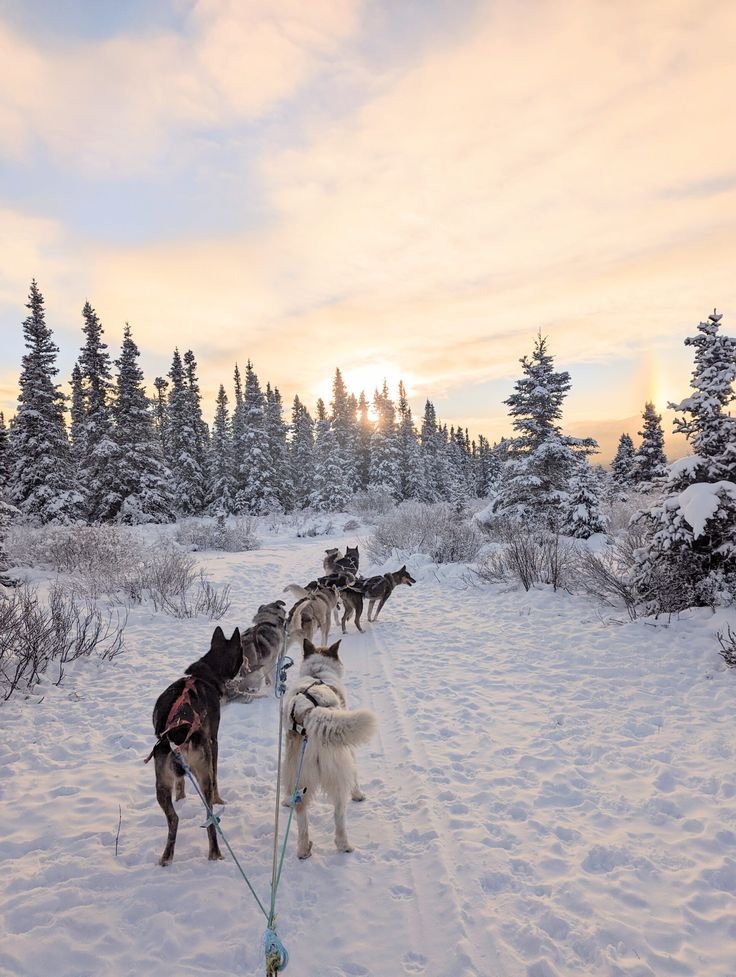 This may contain: a group of dogs walking across a snow covered field