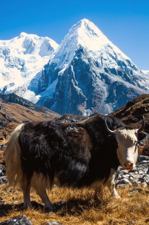 This contains: The Kanchenjunga Himalaya behind the Yak