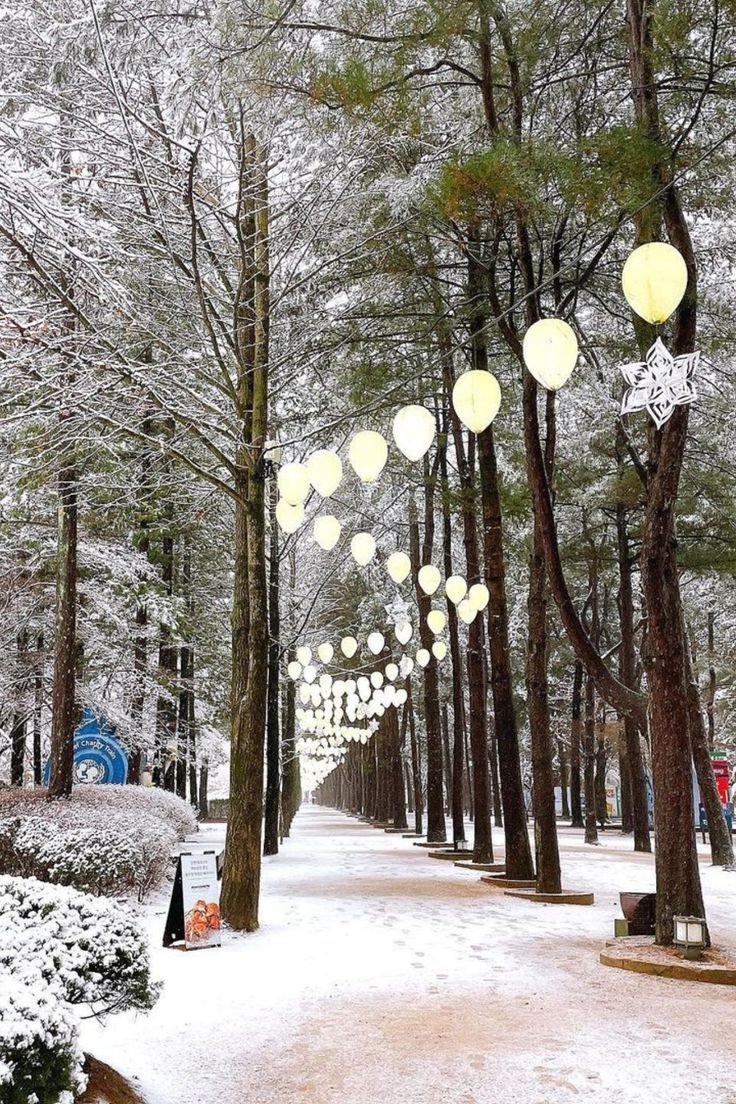 This may contain: snow covered trees and lanterns hanging from them in the middle of a snowy park area