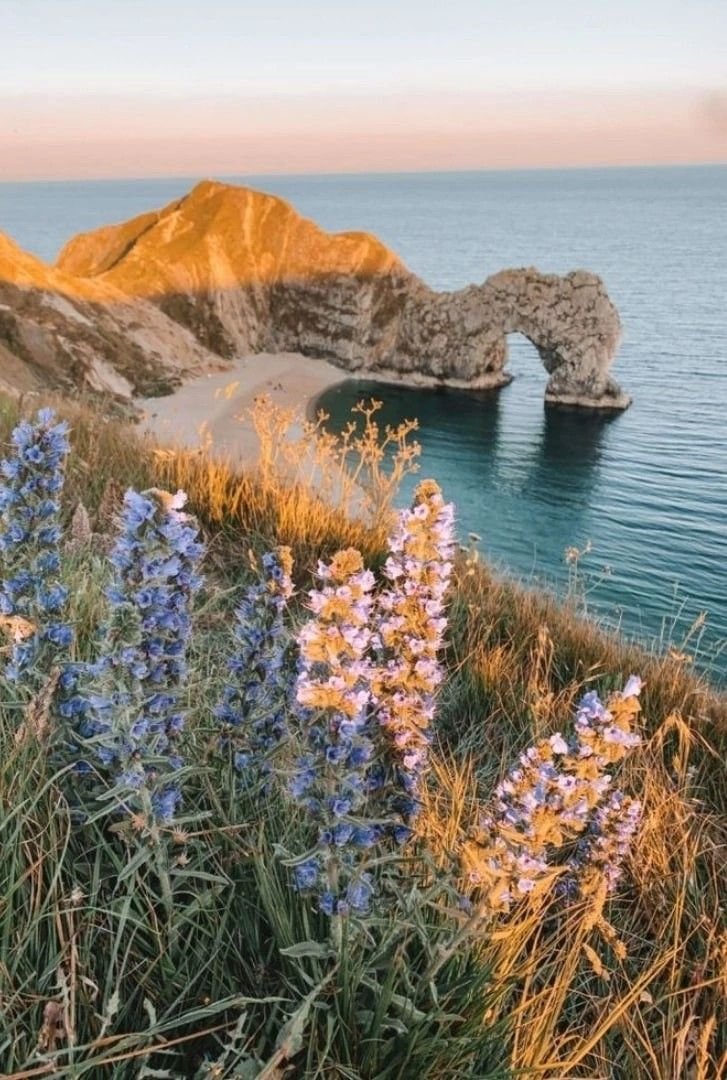 This may contain: wildflowers growing on the side of a cliff by the ocean with an arch in the background