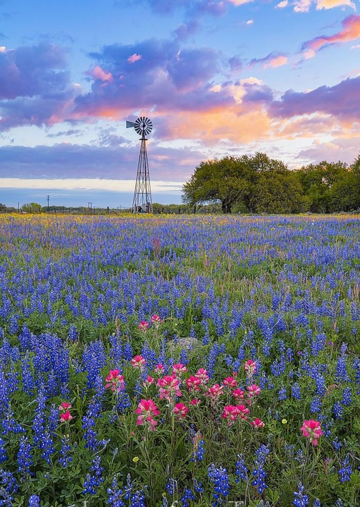 This may contain: a field full of blue and pink flowers with a windmill in the background at sunset