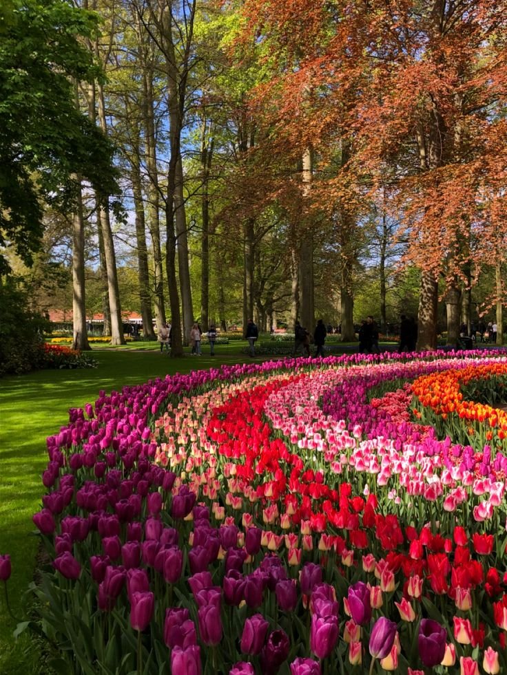 This may contain: many different colored tulips in the middle of a circle with trees behind them