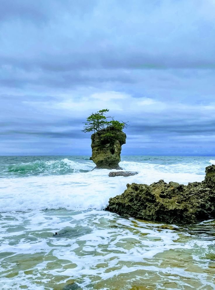This may contain: a lone tree is growing out of the rocks in the ocean
