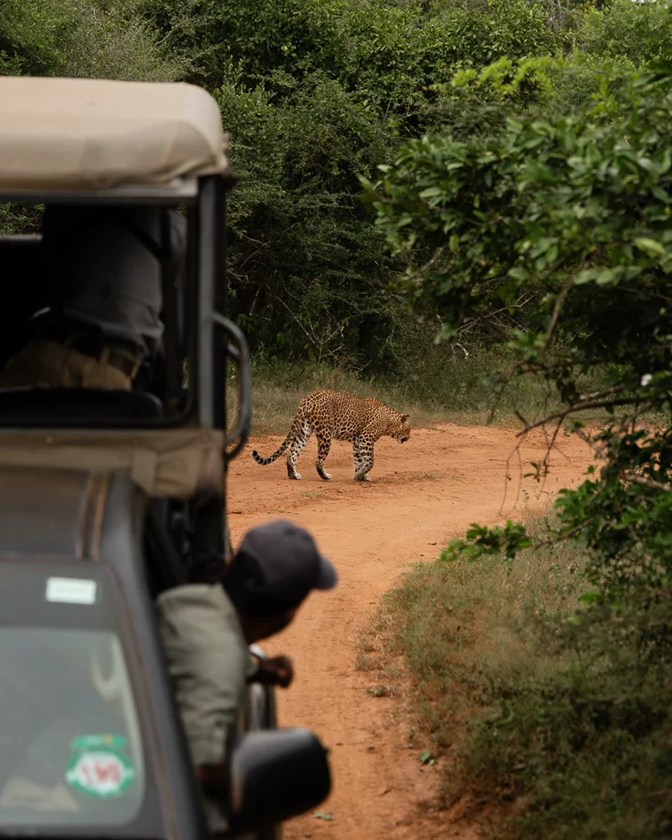 This may contain: a large leopard walking across a dirt road