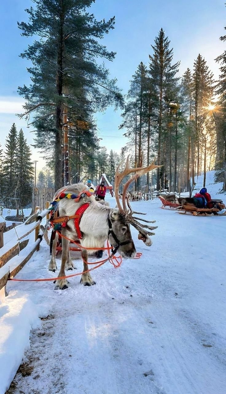 This may contain: a reindeer pulling a sleigh with people in it on a snowy path through the woods