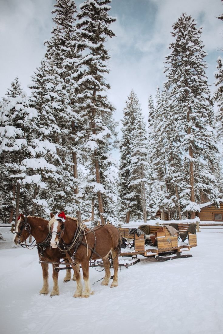 This may contain: two horses are pulling a sleigh through the snow in front of pine trees