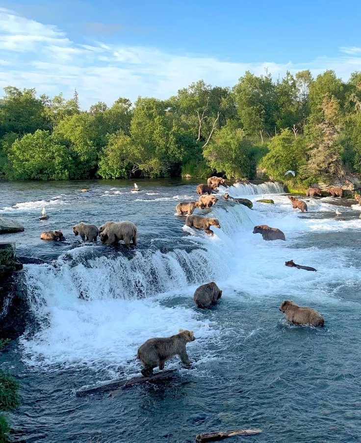 This may contain: there are many animals that are in the water