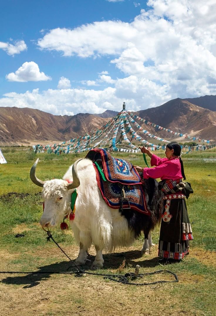 This may contain: a woman standing next to a yak on top of a lush green field with mountains in the background