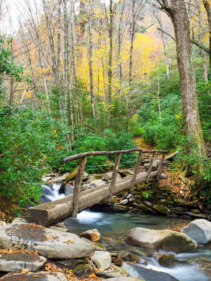This may contain: a small wooden bridge over a stream in the woods