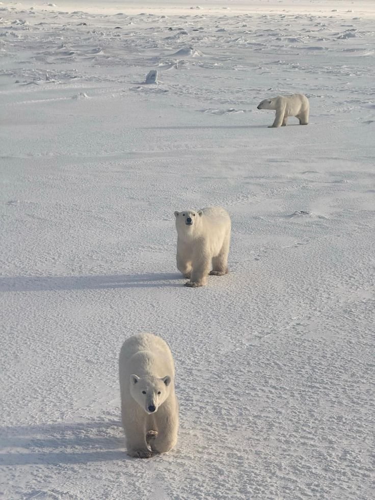 This may contain: three polar bears are walking in the snow near one another and looking at the camera