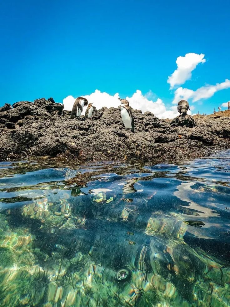 This may contain: some birds are sitting on the rocks in the water