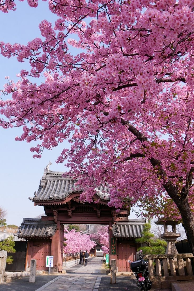 This may contain: a tree with pink flowers in front of a building