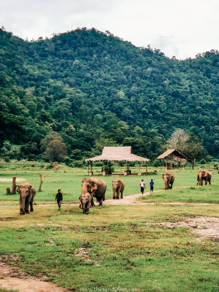 This may contain: several elephants are walking around in the grass