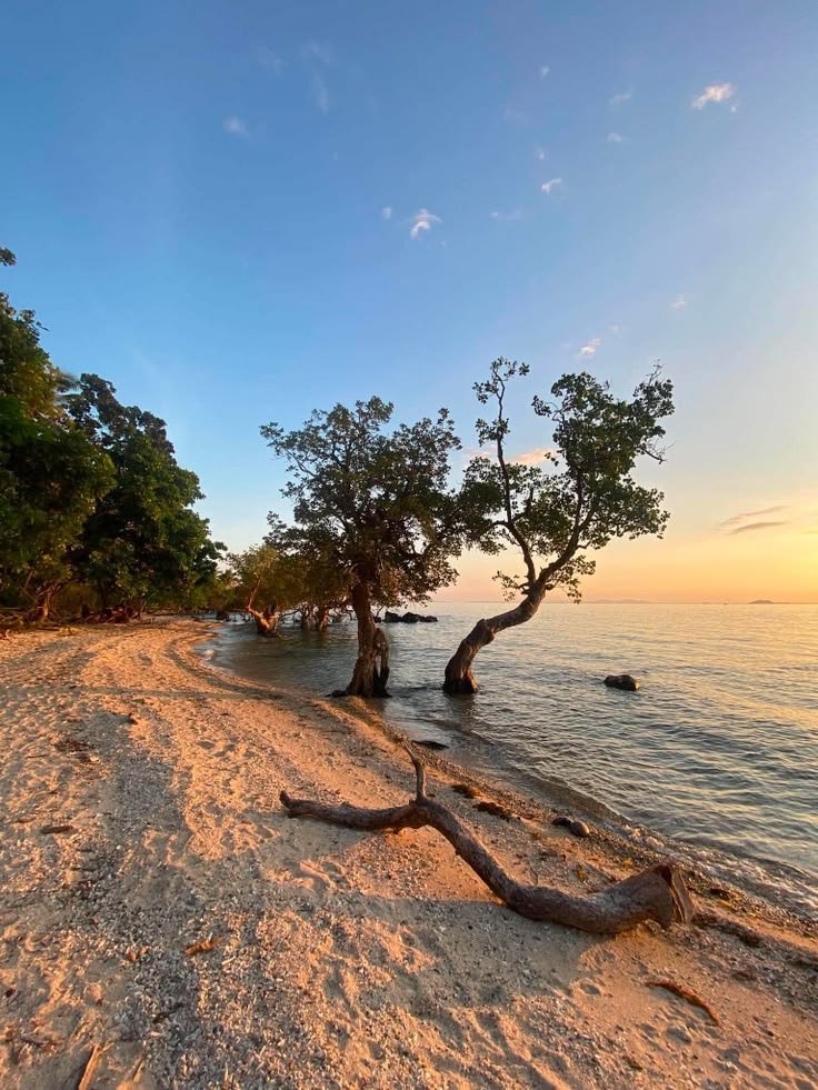 This may contain: two trees on the beach with water in the background at sunset or sunrise, near an island