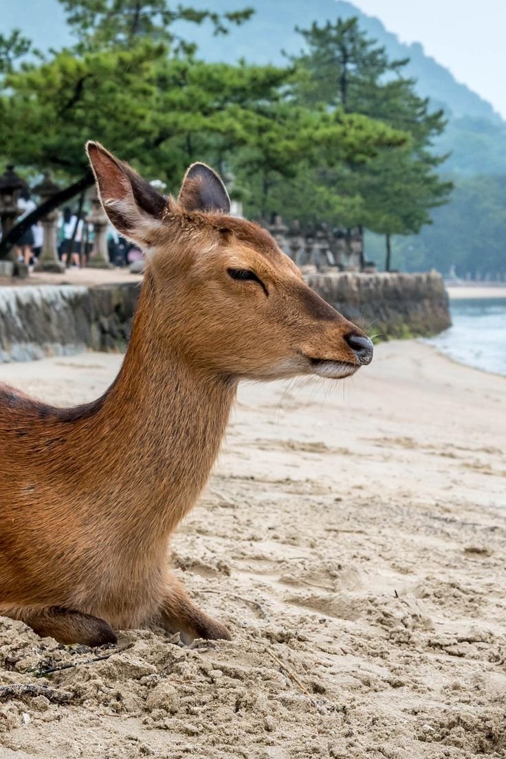 This may contain: a deer sitting on top of a sandy beach