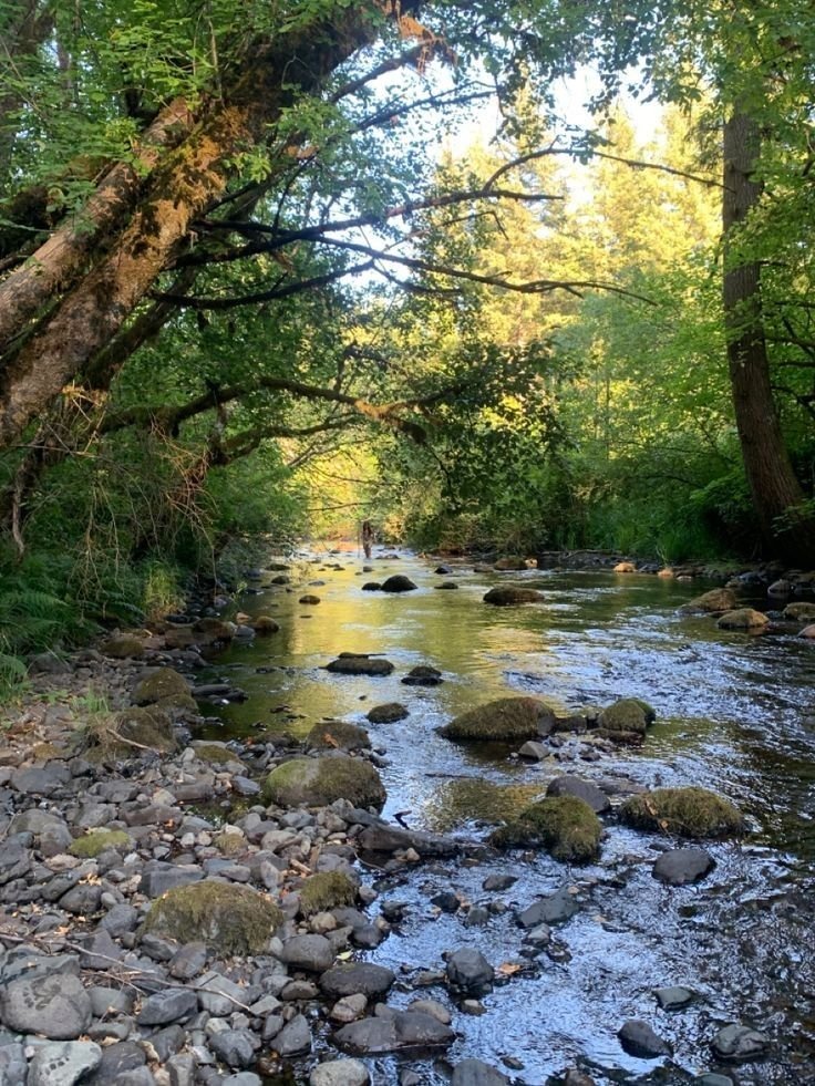 This may contain: a man standing in the middle of a river surrounded by rocks and trees with water running through it