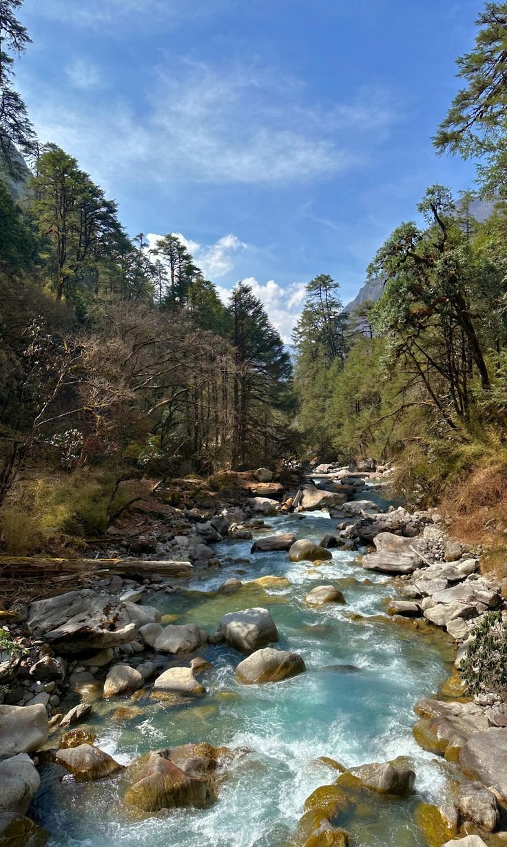 This may contain: a river running through a lush green forest