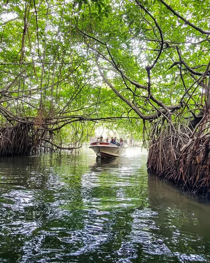 This may contain: people are on a boat in the middle of a river surrounded by trees and branches