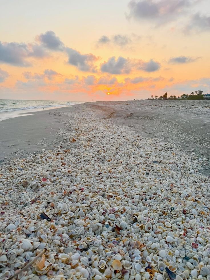 2026 mood 🐚🌅🧘🏻♀️
#Shelling #Sanibel #shells #coastalliving #beachcombingfinds
