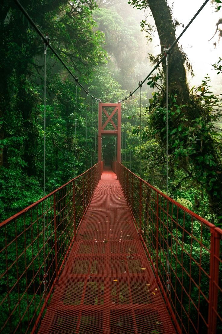 This may contain: a red suspension bridge in the middle of a forest