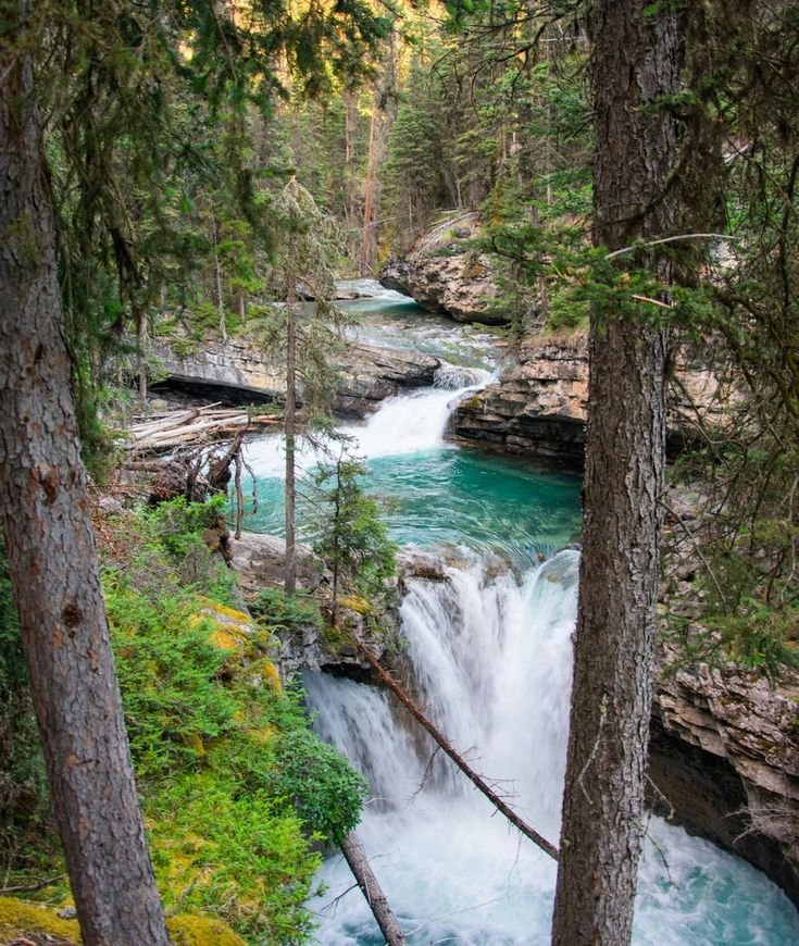 This may contain: a river running through a forest filled with trees