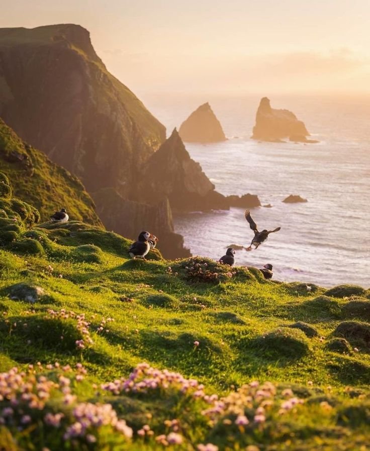 This may contain: seagulls are flying over the green grass by the ocean and cliffs at sunset