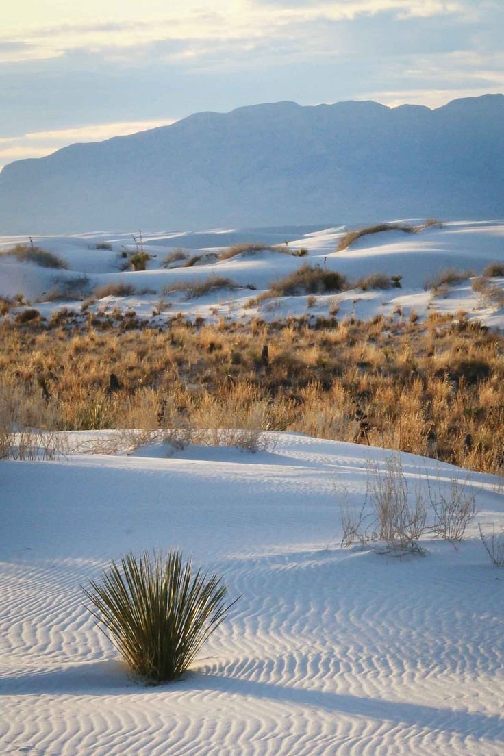 This may contain: there is a small plant in the middle of the snow covered field with mountains in the background