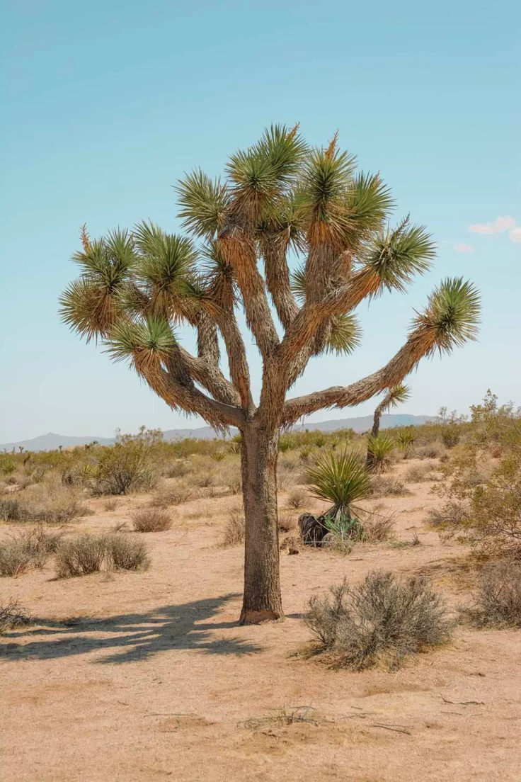 This may contain: a joshua tree in the desert with no leaves