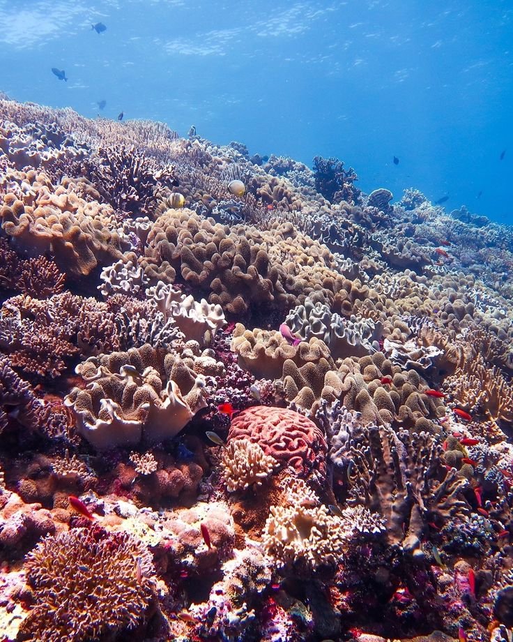 This may contain: an underwater view of corals and other marine life