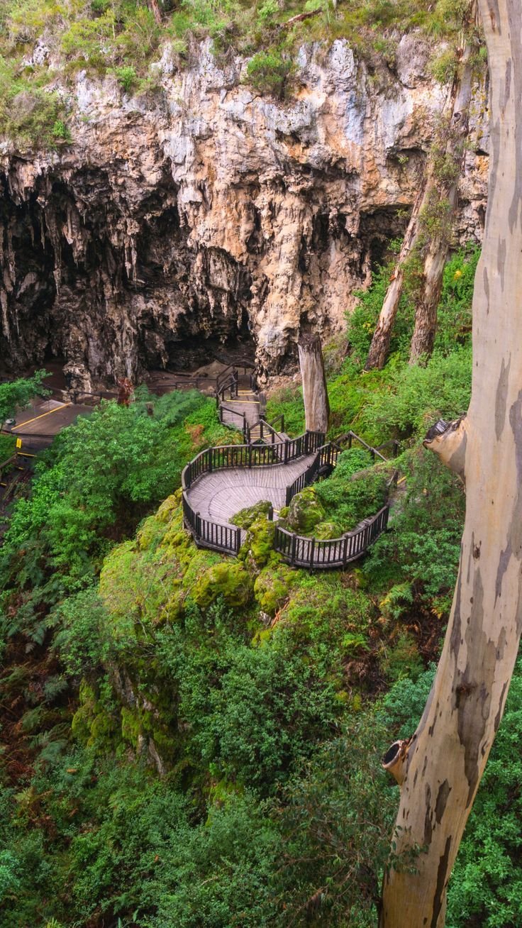 This may contain: a wooden walkway in the middle of a lush green forest