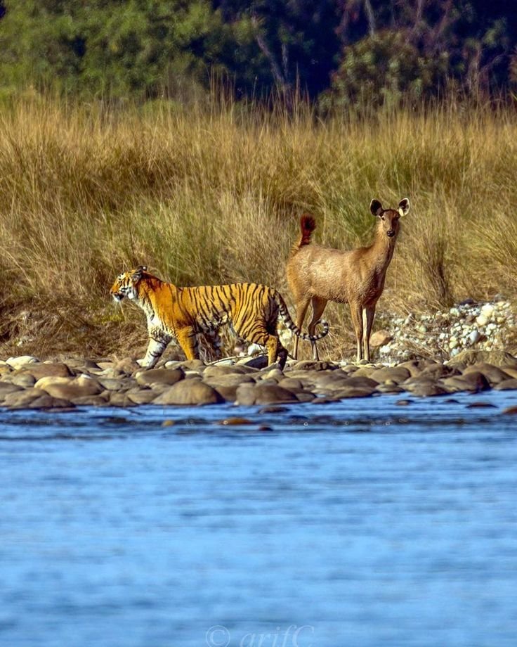 This may contain: two deer and a tiger are walking along the water's edge near some rocks