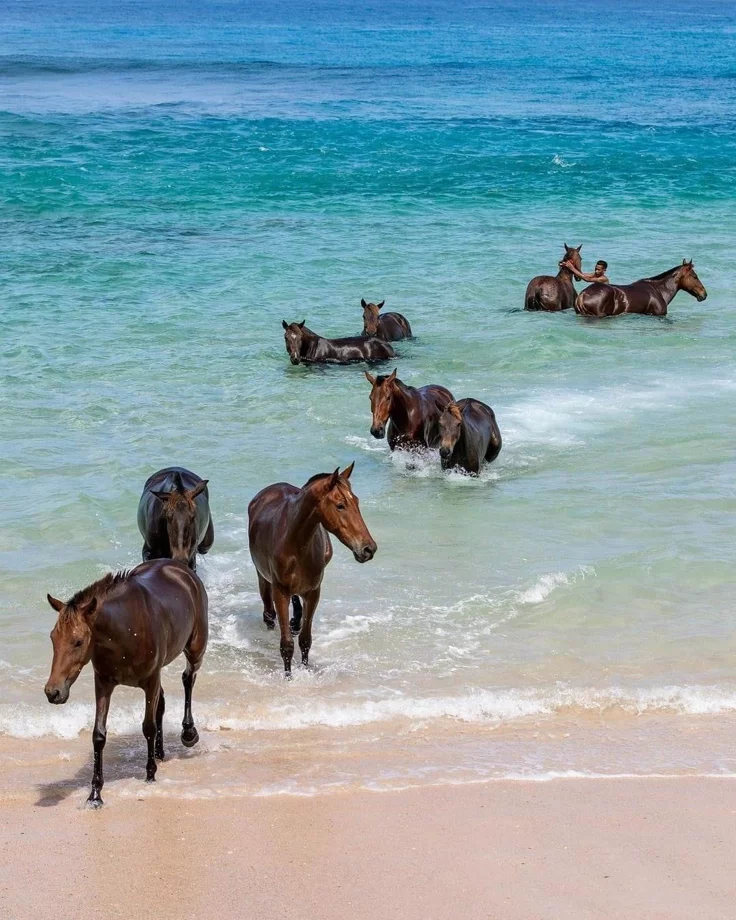 This may contain: several horses are running in the water at the beach