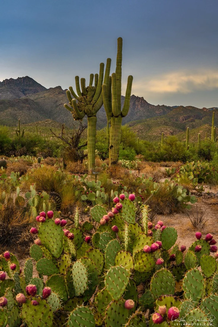This may contain: the desert with cactus plants and mountains in the background