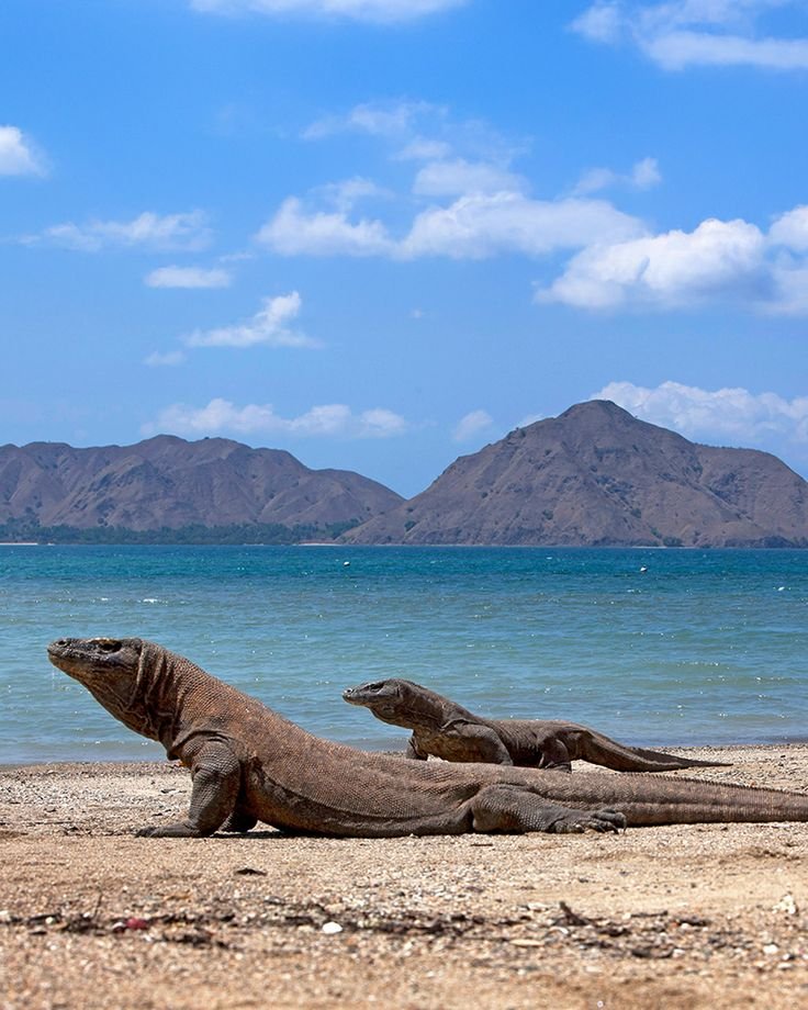 This may contain: two iguanas on the beach with mountains in the backgroung and blue water