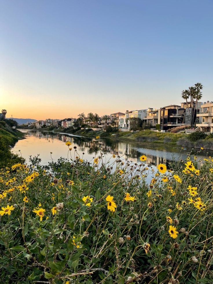 This may contain: the sun is setting over a river with yellow flowers in front of it and houses on the other side