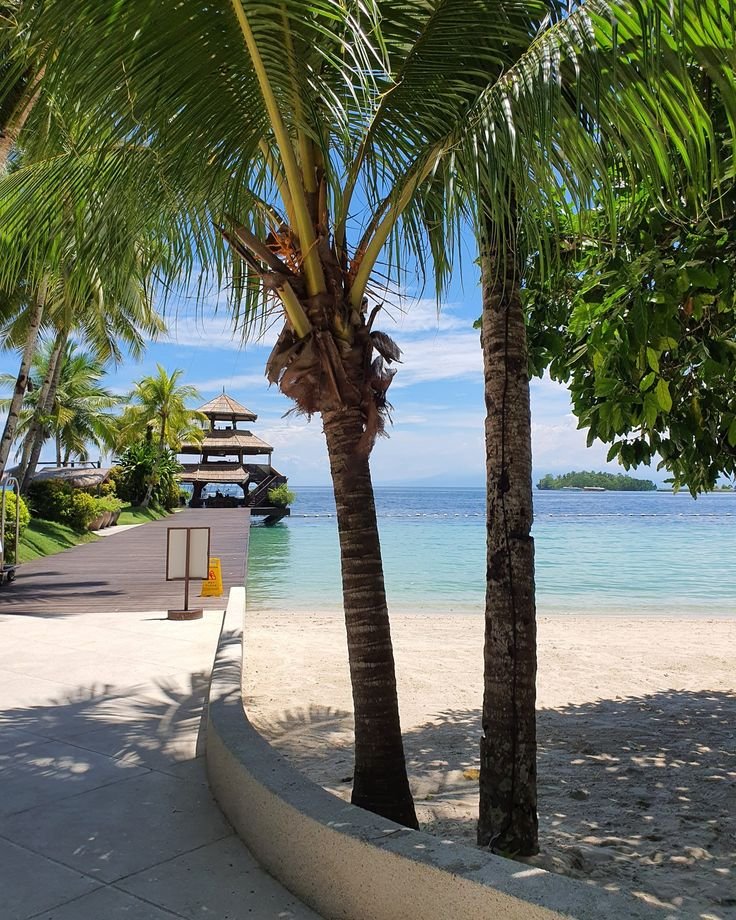 This may contain: palm trees line the beach in front of an ocean