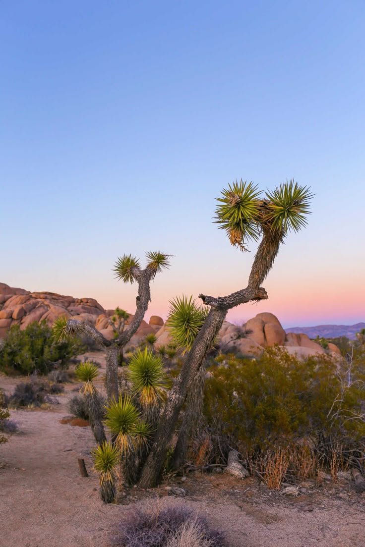 This may contain: joshua tree in the desert at sunset