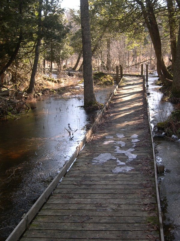 This may contain: a wooden walkway in the middle of a forest with water running down it's sides