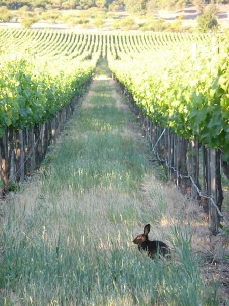 This may contain: a dog sitting in the middle of a field near many rows of trees and bushes