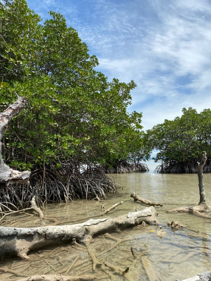 This may contain: mangroves and trees in shallow water near shore