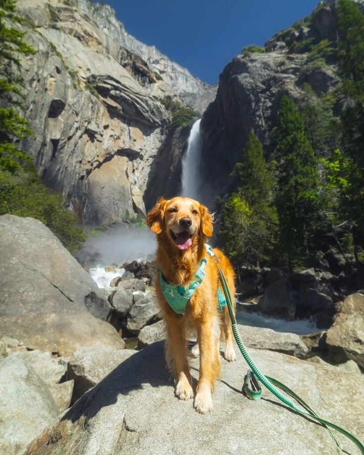 This may contain: a dog with a leash standing on top of a rock next to a waterfall in the mountains