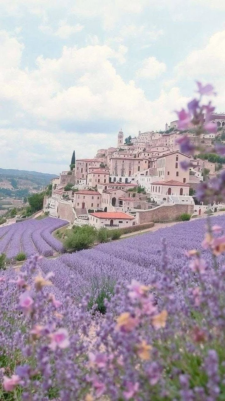 This may contain: lavender fields in the foreground with buildings on top