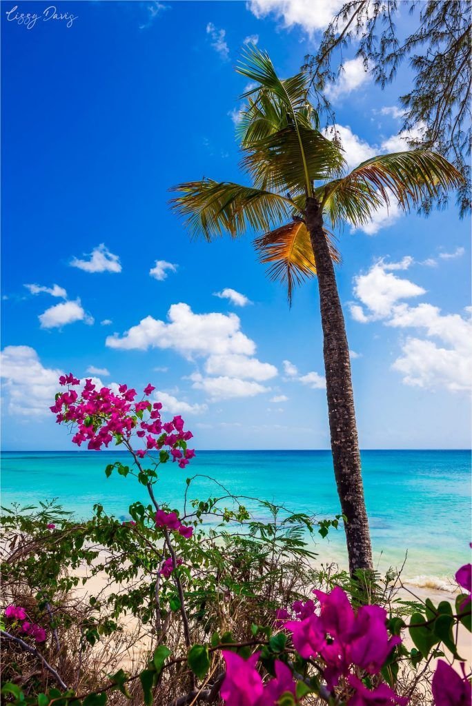 This may contain: a palm tree sitting on top of a sandy beach next to the ocean with purple flowers