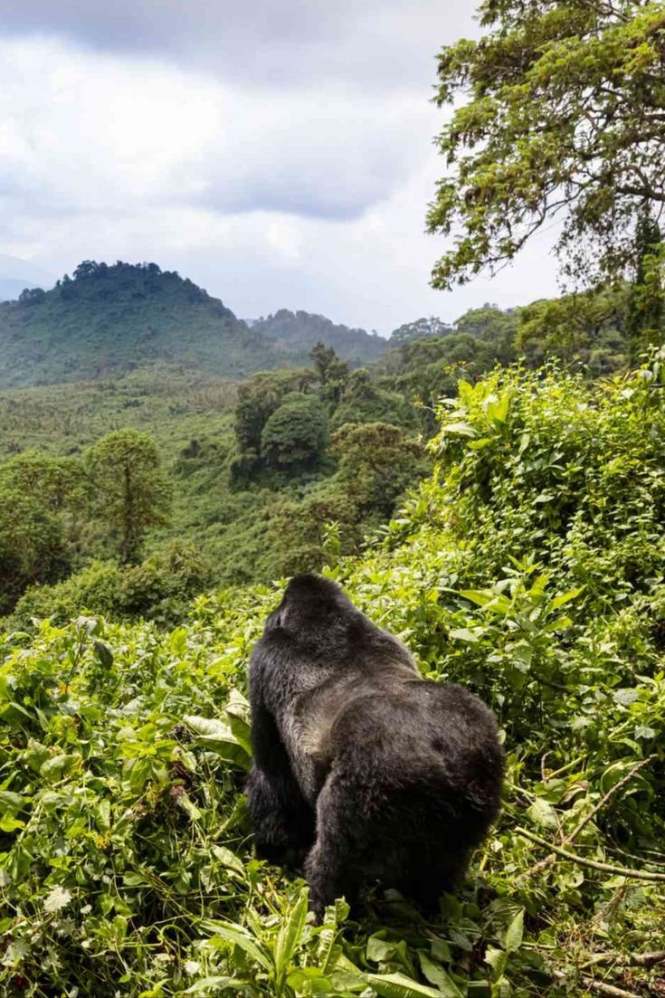 This contains: Volcanoes National Park Rwanda, Gorilla Trekking in Volcanoes National Park