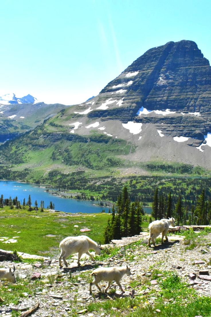 This may contain: several mountain goats grazing on the side of a hill with a lake in the foreground