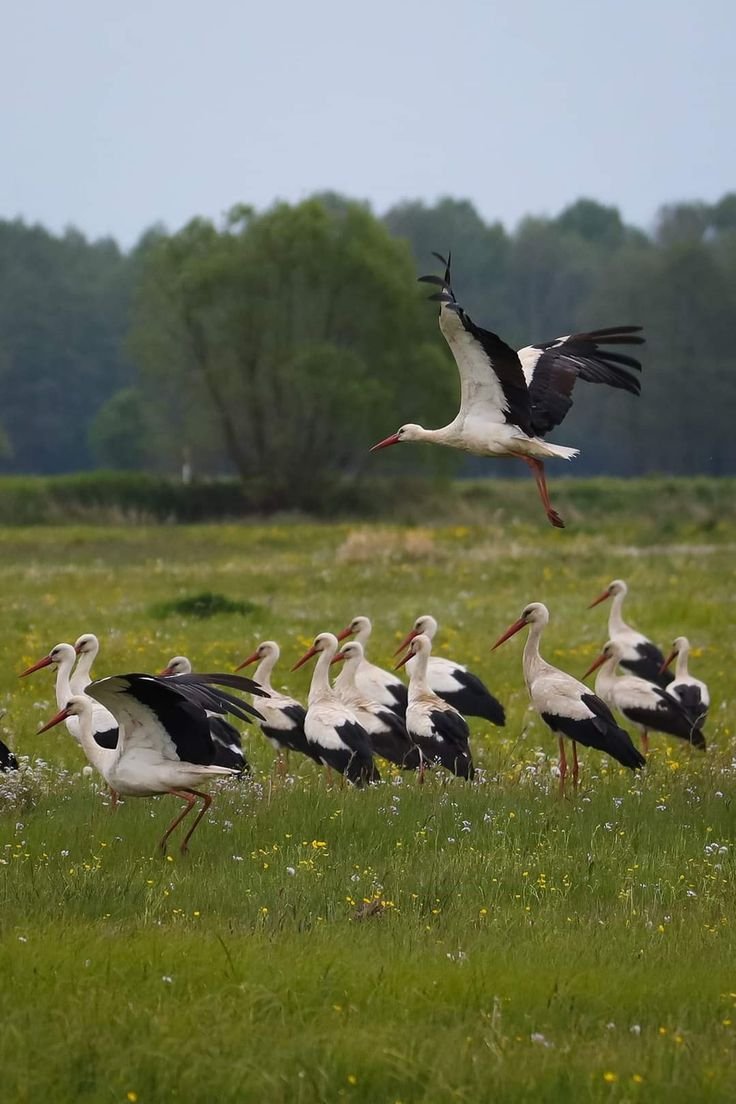 This may contain: a flock of birds standing on top of a lush green field