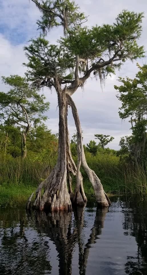 This may contain: a tree that is sitting in the water