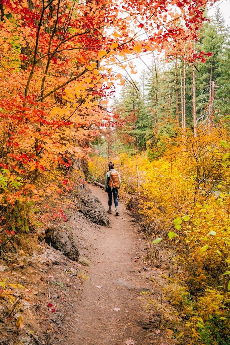 This may contain: a person walking down a trail in the woods with trees turning orange and yellow colors