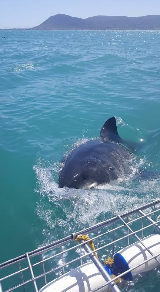 This may contain: a dolphin swimming in the water near a boat